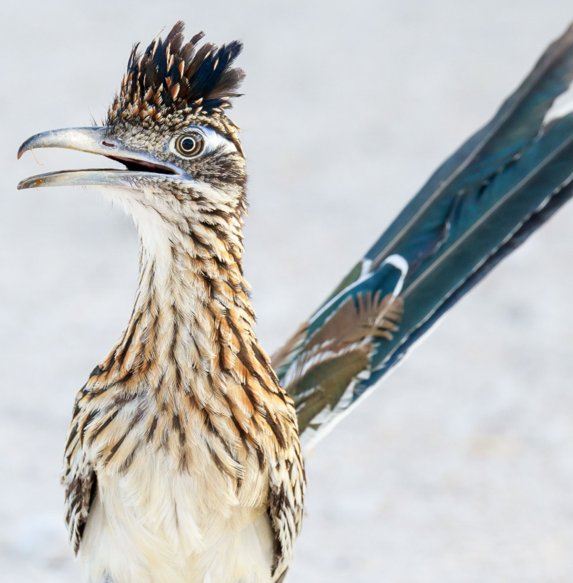 RoadRunner Credit Care Credit Builder Card